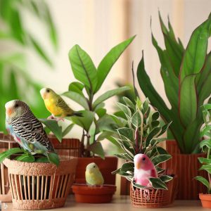 15 Safe plants for budgies