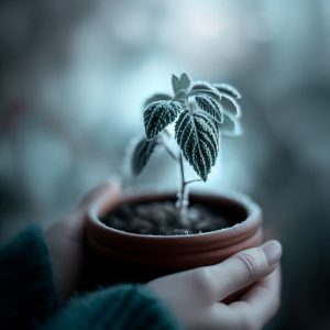 Tips for plants in winter