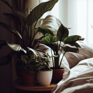 houseplants good for sleep