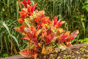 Caring for Croton Plants