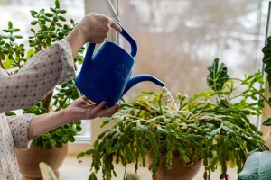 The Best Solutions for Rescuing Overwatered Plants