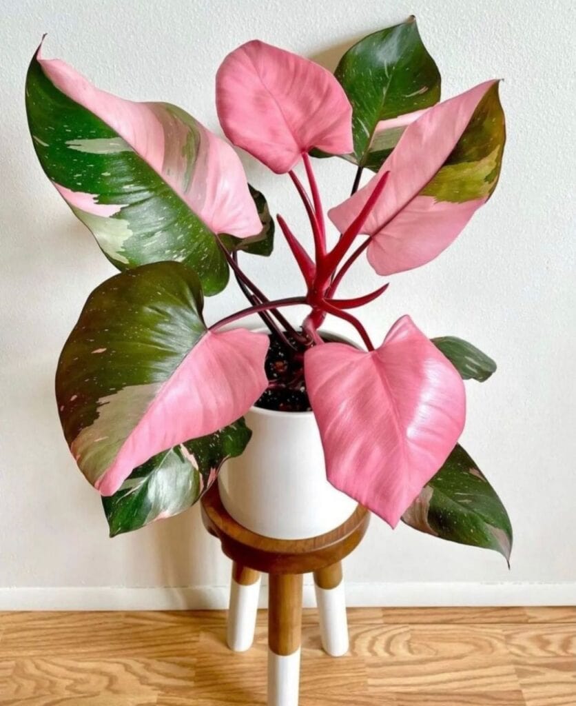 Pink Philodendron