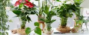 Care for Anthurium in water