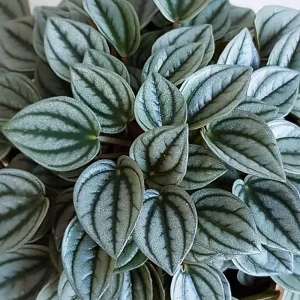 Care Guide for Peperomia