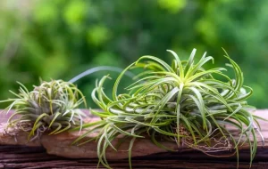ultimate guide care of Air Plants