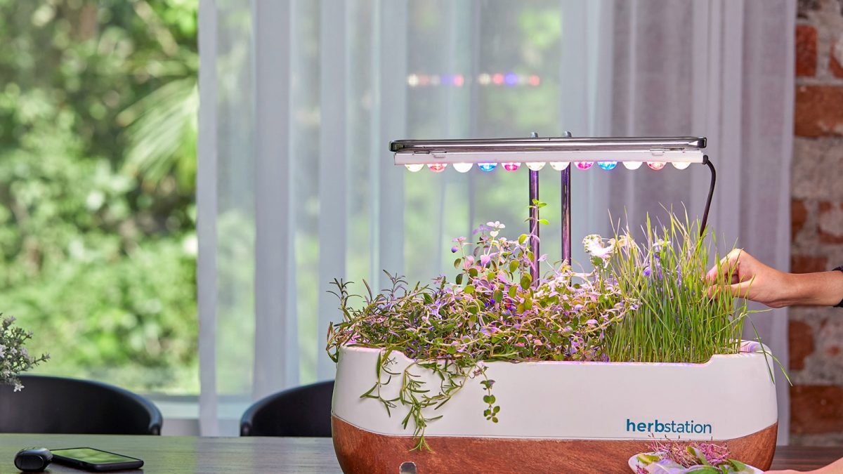 Smart Herb Garden Indoor: Cara Membuat Kebun Rempah Pintar di Rumah yang Praktis dan Estetik