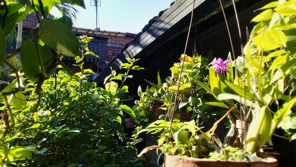 Tanaman Hoya untuk Rumah: Pilihan Estetik 2026 yang Hemat Tempat dan Cocok untuk Hunian Modern