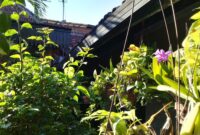 photo-1709103666309-6eca22ca5263 Tanaman Maranta untuk Rumah: Pilihan Fresh 2026 yang Cantik, Aman untuk Sudut Santai, dan Bikin Interior Lebih Hidup