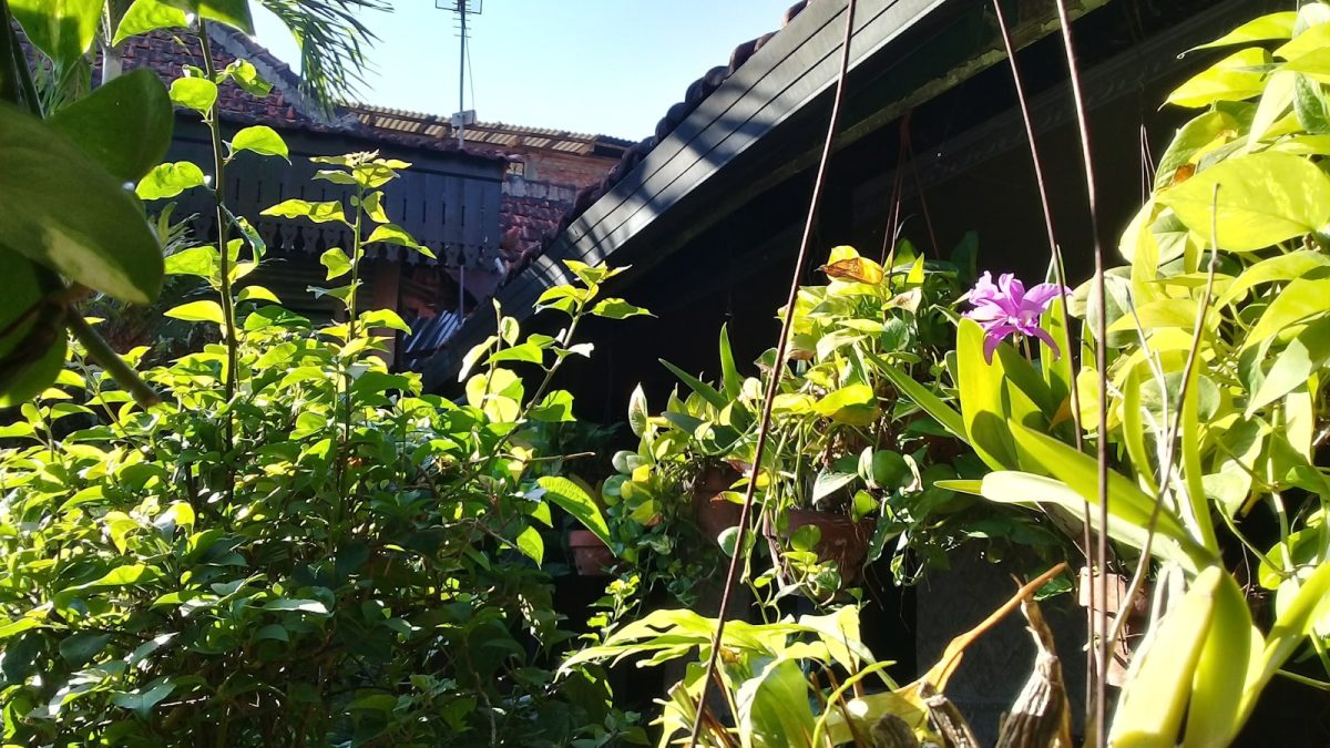 Tanaman Maranta untuk Rumah: Pilihan Fresh 2026 yang Cantik, Aman untuk Sudut Santai, dan Bikin Interior Lebih Hidup