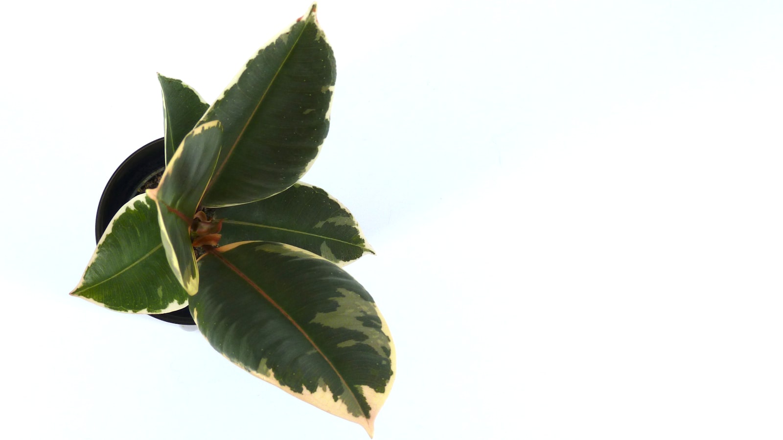 Cara Merawat Ficus Elastica agar Tetap Rimbun di Dalam Rumah