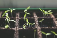 Tanaman Hias Kena Sunburn karena Grow Light? Ini Cara Mengenali, Mengatasi, dan Mencegahnya