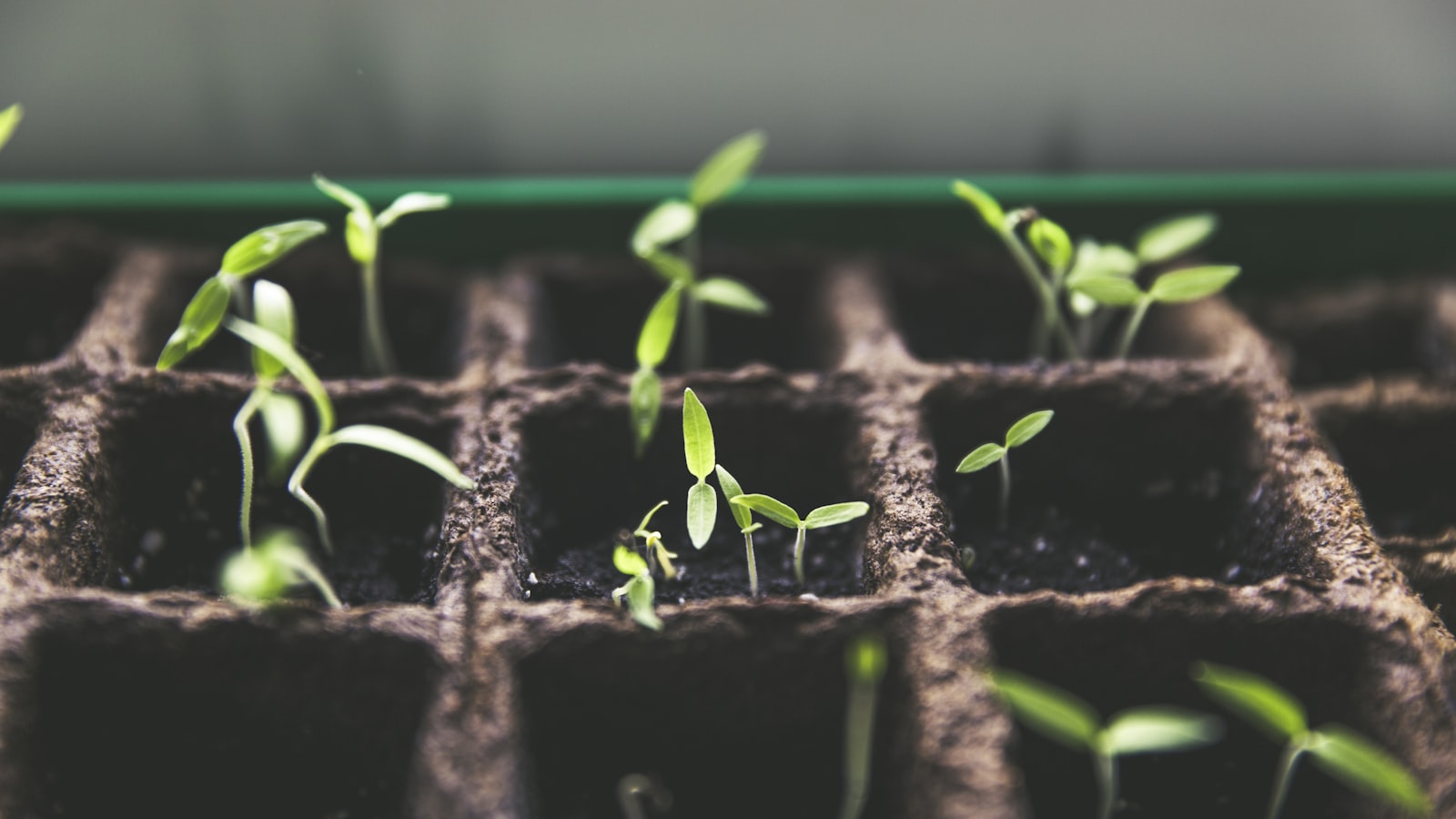 Tanaman Hias Kena Sunburn karena Grow Light? Ini Cara Mengenali, Mengatasi, dan Mencegahnya