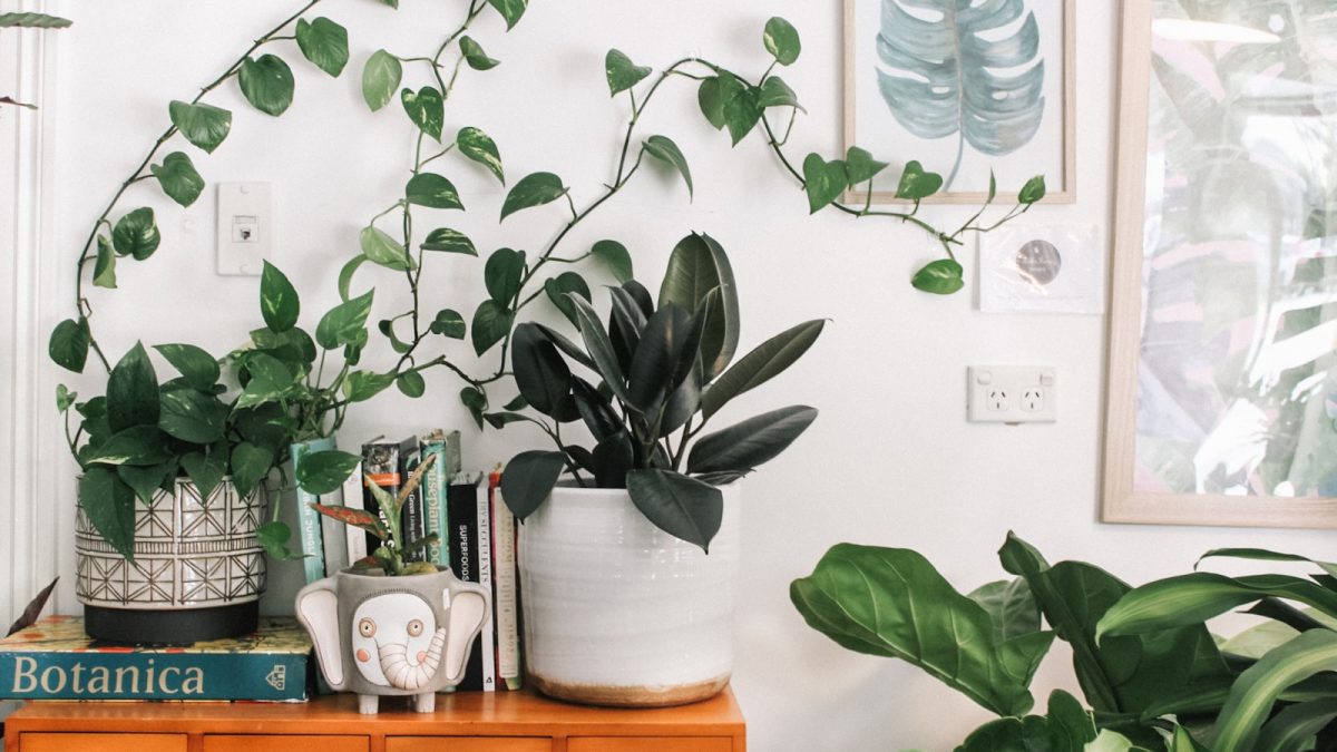 Plant Corner untuk WFH: Ide Dekorasi dengan Tanaman yang Bikin Area Kerja Lebih Fokus dan Estetik