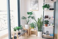 Mood Gardening Indoor: Tips Berkebun di Dalam Rumah untuk Sudut Healing yang Produktif