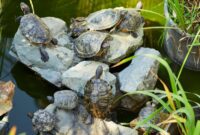 Cara Merawat String of Turtles agar Tetap Penuh dan Menjuntai Cantik di Dalam Rumah