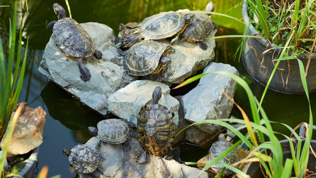 Cara Merawat String of Turtles agar Tetap Penuh dan Menjuntai Cantik di Dalam Rumah