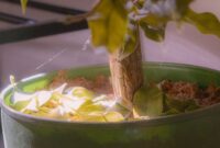 Fungus Gnat pada Tanaman Hias Indoor: Cara Memutus Siklus Larva agar Tidak Balik Lagi