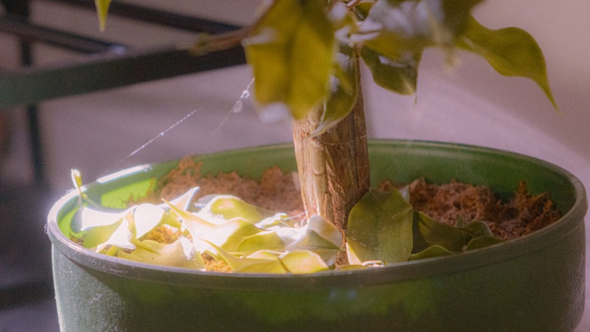Fungus Gnat pada Tanaman Hias Indoor: Cara Memutus Siklus Larva agar Tidak Balik Lagi