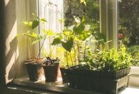 Tray Gardening Indoor: Tips Berkebun di Dalam Rumah dengan Nampan Panen Cepat yang Rapi dan Estetik
