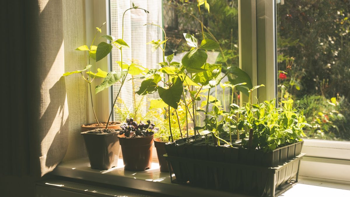 Tray Gardening Indoor: Tips Berkebun di Dalam Rumah dengan Nampan Panen Cepat yang Rapi dan Estetik
