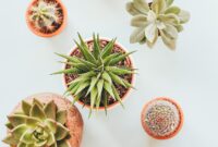 photo-1459156212016-c812468e2115 Kebun Bunga Edible Indoor: Tips Berkebun di Dalam Rumah yang Cantik Sekaligus Bisa Dimakan