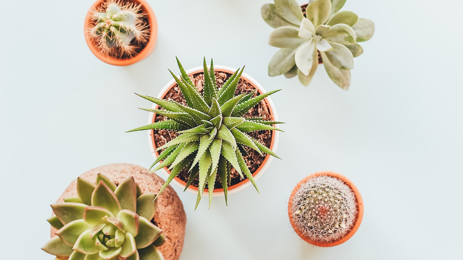 Kebun Bunga Edible Indoor: Tips Berkebun di Dalam Rumah yang Cantik Sekaligus Bisa Dimakan
