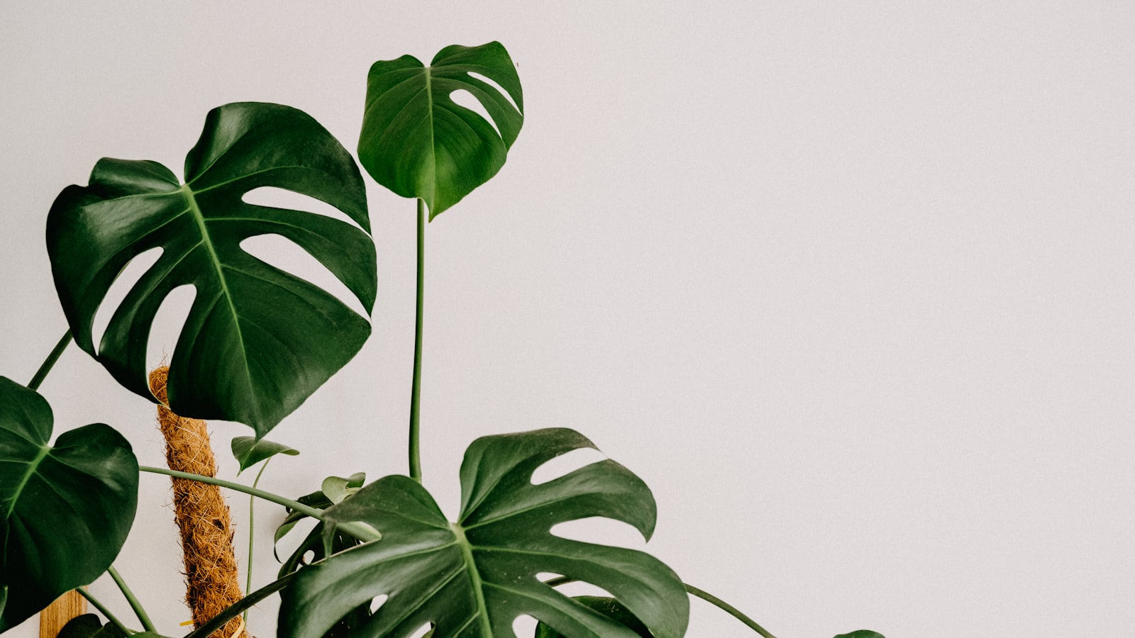 Cara Merawat Monstera Mint agar Variegasinya Tetap Cantik dan Tidak Mudah Stres di Dalam Rumah