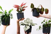 Botanical Bento Box Indoor: Tips Berkebun di Dalam Rumah yang Estetik, Fokus, dan Mudah Dirawat