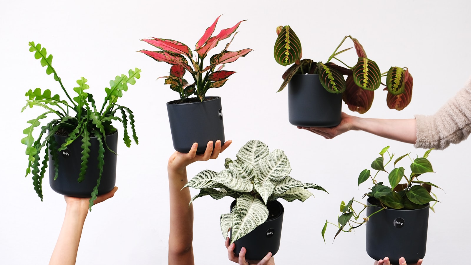 Botanical Bento Box Indoor: Tips Berkebun di Dalam Rumah yang Estetik, Fokus, dan Mudah Dirawat