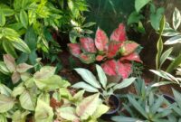 photo-1709113673689-ef94bc72899f Akar Tanaman Hias Melingkar di Dasar Pot: Tanda Root Bound, Cara Mengatasi, dan Kapan Harus Repotting