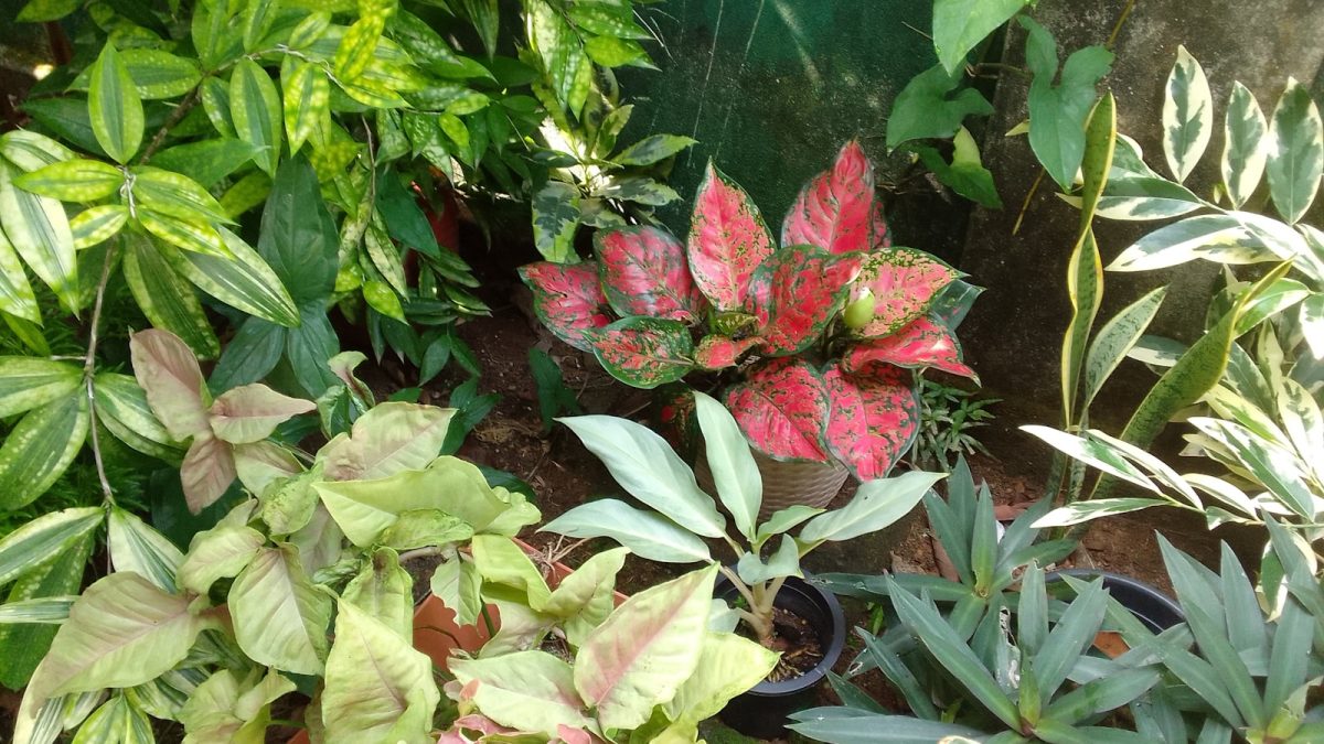 Akar Tanaman Hias Melingkar di Dasar Pot: Tanda Root Bound, Cara Mengatasi, dan Kapan Harus Repotting