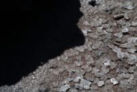 Tanaman Hias Indoor Keracunan Pupuk? Kenali Tanda Salt Buildup dan Cara Mengatasinya